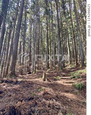 四阿屋山登山道の風景 114266625