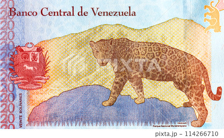 Bolivares Venezuelan Banknote. Jaguar (Panthera onca) with the Waraira Repano National Park Bolivares Venezuelan Banknote. Jaguar (Panthera onca) with the Waraira Repano National Park 114266710