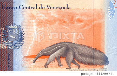 Giant anteater (Myrmecophaga tridactyla) with the Catatumbo lightning in the background 114266711