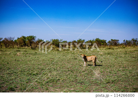 Big Wild Cat Lion Lioness Cub King Of Jungle Mane Wildlife Animals Wild Maasai Mara National Reserve Park Narok County Great Rift Valley Kenya East Africa Landscapes Travel Safaris bush Wild Savannah  114266800