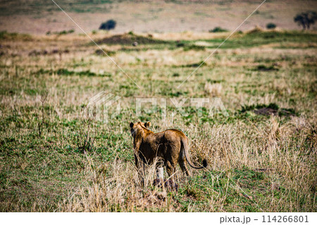 Big Wild Cat Lion Lioness Cub King Of Jungle Mane Wildlife Animals Wild Maasai Mara National Reserve Park Narok County Great Rift Valley Kenya East Africa Landscapes Travel Safaris bush Wild Savannah  114266801