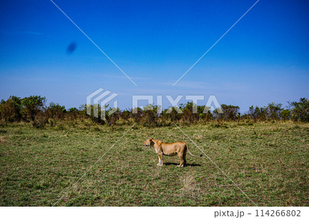 Big Wild Cat Lion Lioness Cub King Of Jungle Mane Wildlife Animals Wild Maasai Mara National Reserve Park Narok County Great Rift Valley Kenya East Africa Landscapes Travel Safaris bush Wild Savannah  114266802