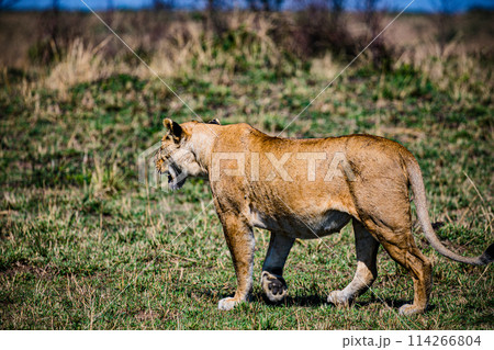 Big Wild Cat Lion Lioness Cub King Of Jungle Mane Wildlife Animals Wild Maasai Mara National Reserve Park Narok County Great Rift Valley Kenya East Africa Landscapes Travel Safaris bush Wild Savannah Big Wild Cat Lion Lioness Cub King Of Jungle Mane Wildlife Animals Wild Maasai Mara National Reserve Park Narok County Great Rift Valley Kenya East Africa Landscapes Travel Safaris bush Wild Savannah 114266804