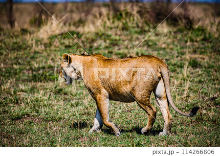 Big Wild Cat Lion Lioness Cub King Of Jungle Mane Wildlife Animals Wild Maasai Mara National Reserve Park Narok County Great Rift Valley Kenya East Africa Landscapes Travel Safaris bush Wild Savannah Big Wild Cat Lion Lioness Cub King Of Jungle Mane Wildlife Animals Wild Maasai Mara National Reserve Park Narok County Great Rift Valley Kenya East Africa Landscapes Travel Safaris bush Wild Savannah 114266806