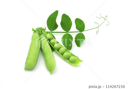 エンドウ豆 114267238