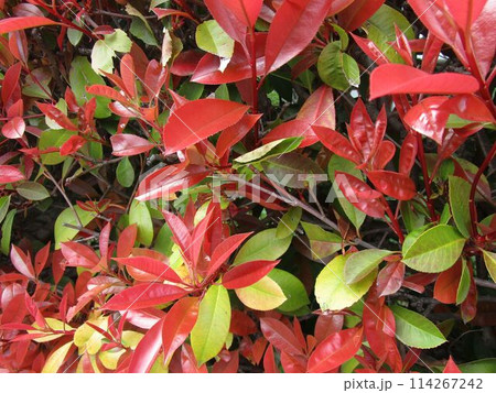 カナメモチの赤い葉のアップ 114267242