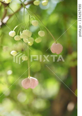 アケビの花のつぼみ 114267490