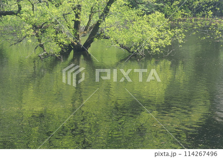 室生湖の春 室生湖の春 114267496