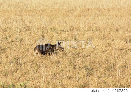 Moose standing in tall dry grass, view in eastern Poland 114267893