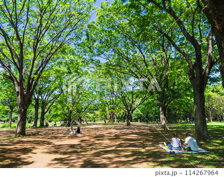 新緑と木漏れ日の公園 代々木公園 新緑と木漏れ日の公園 代々木公園 114267964