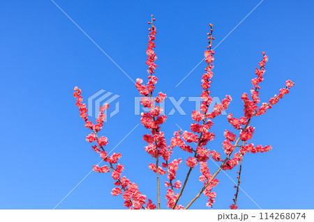 梅の花 紅梅 梅の花 紅梅 114268074