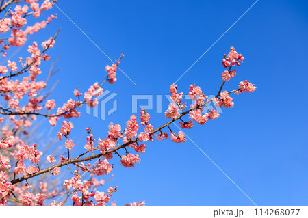 梅の花　紅梅 114268077