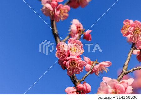 梅の花　紅梅 114268080