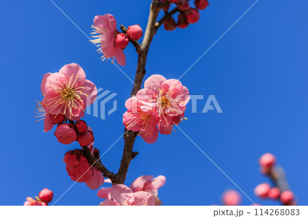 梅の花　紅梅 114268083