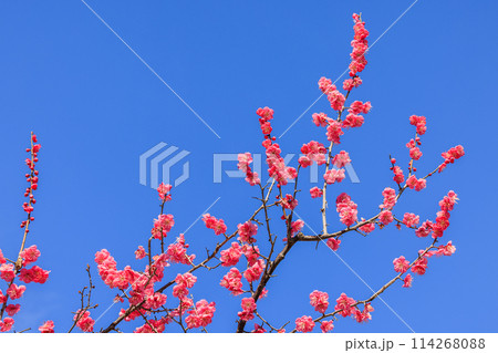 梅の花 紅梅 梅の花 紅梅 114268088