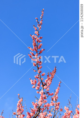 梅の花　紅梅 114268089