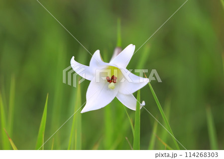 白いタカサゴユリの花 白いタカサゴユリの花 114268303