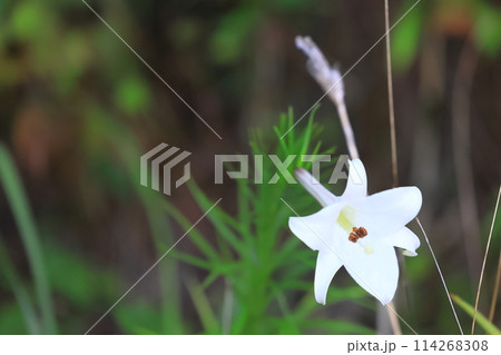 白いタカサゴユリの花 114268308