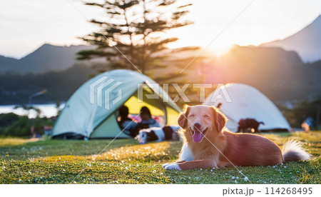夕方のキャンプ場で笑顔が可愛い犬 114268495