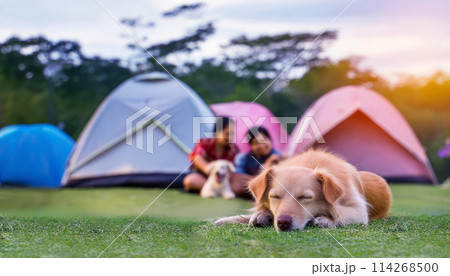 夕方のキャンプ場で居眠りする犬が可愛い 114268500