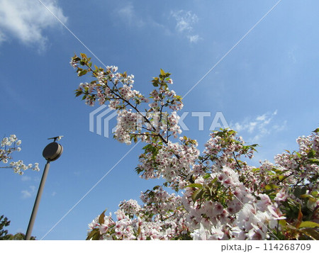 葉桜になったこじま花の会花畑桜並木のサクラ 葉桜になったこじま花の会花畑桜並木のサクラ 114268709