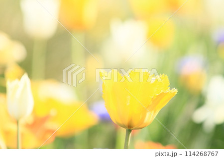 カラフルなチューリップ　色とりどりのチューリップ　満開のチューリップ 114268767