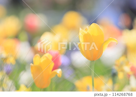 カラフルなチューリップ 色とりどりのチューリップ 満開のチューリップ カラフルなチューリップ 色とりどりのチューリップ 満開のチューリップ 114268768