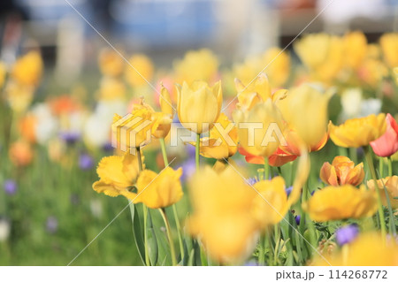 カラフルなチューリップ　色とりどりのチューリップ　満開のチューリップ 114268772