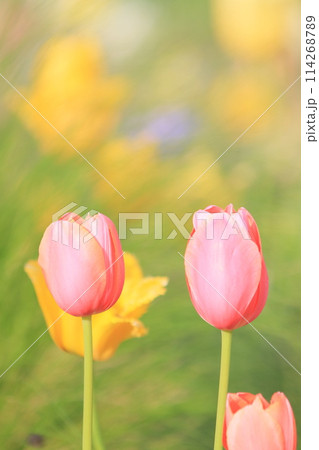 カラフルなチューリップ　色とりどりのチューリップ　満開のチューリップ 114268789