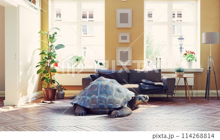 giant turtle in the living room. 114268814
