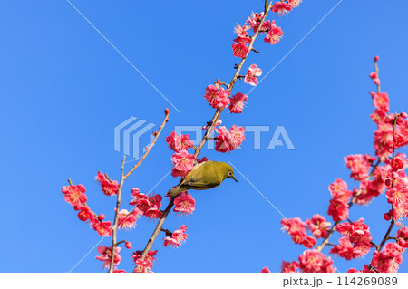 メジロと紅梅 114269089