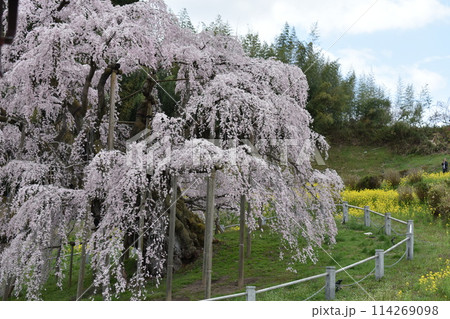 日本の名所 三桜 三春の滝桜 日本の名所 三桜 三春の滝桜 114269098