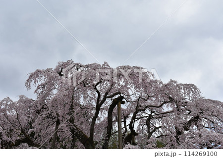 日本の名所 三桜 三春の滝桜 日本の名所 三桜 三春の滝桜 114269100