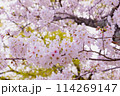 桜 114269147