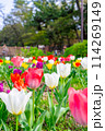 チューリップ 114269149