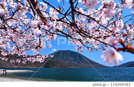 栃木県日光市 千手ヶ浜から観る満開の桜と中禅寺湖と男体山 栃木県日光市 千手ヶ浜から観る満開の桜と中禅寺湖と男体山 114269161