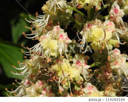 トチノキの花 トチノキの花 114269184