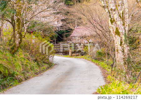 太平山　龍蔵寺へと続く参道（兵庫県丹波篠山市真南条上）※作品コメント欄に撮影位置 114269217