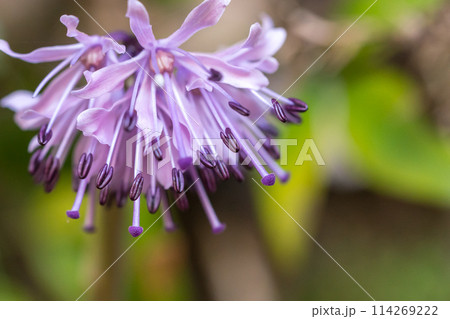 太平山　龍蔵寺へと続く参道に咲く野花（兵庫県丹波篠山市真南条上）※作品コメント欄に撮影位置 114269222