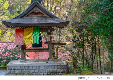 太平山　龍蔵寺へと続く参道に咲く野花（兵庫県丹波篠山市真南条上）※作品コメント欄に撮影位置 114269230