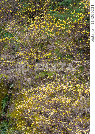 愛宕山のミツマタ群生地（兵庫県丹波篠山市真南条上）※作品コメント欄に撮影位置 114269231