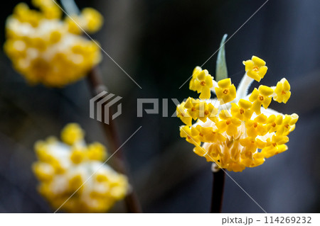 愛宕山のミツマタ群生地（兵庫県丹波篠山市真南条上）※作品コメント欄に撮影位置 114269232