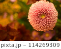 生け花の牡丹 114269309
