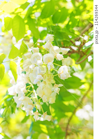 家の周りの草花　四季の色々　近くの雑木林に白い清楚な花が咲きました　白いフジの花 114269344