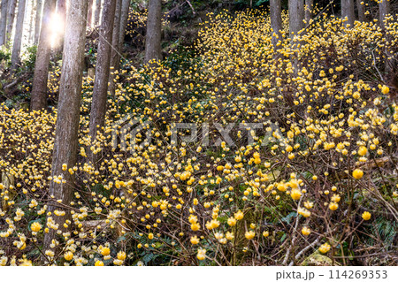 愛宕山のミツマタ群生地（兵庫県丹波篠山市真南条上）※作品コメント欄に撮影位置 114269353