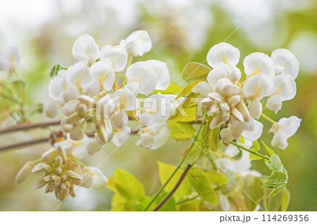 家の周りの草花　四季の色々　近くの雑木林に白い清楚な花が咲きました　白いフジの花 114269356