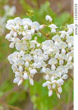 家の周りの草花 四季の色々 近くの雑木林に白い清楚な花が咲きました 白いフジの花 家の周りの草花 四季の色々 近くの雑木林に白い清楚な花が咲きました 白いフジの花 114269359