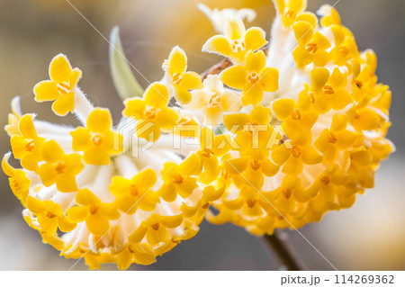 愛宕山のミツマタ群生地（兵庫県丹波篠山市真南条上）※作品コメント欄に撮影位置 114269362