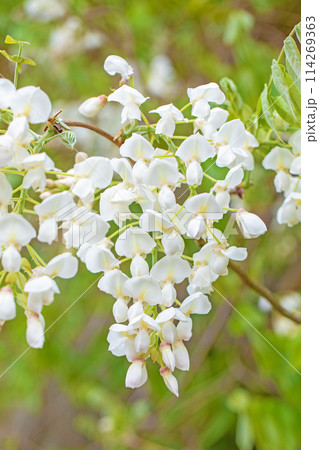 家の周りの草花　四季の色々　近くの雑木林に白い清楚な花が咲きました　白いフジの花 114269363