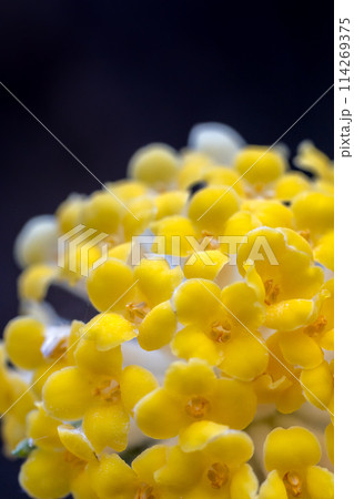愛宕山のミツマタ群生地（兵庫県丹波篠山市真南条上）※作品コメント欄に撮影位置 114269375